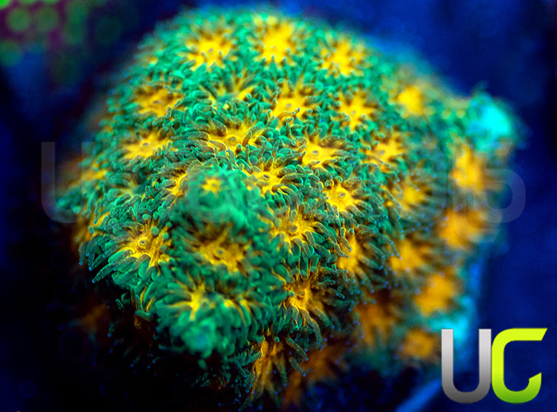 John Deere Leptastrea