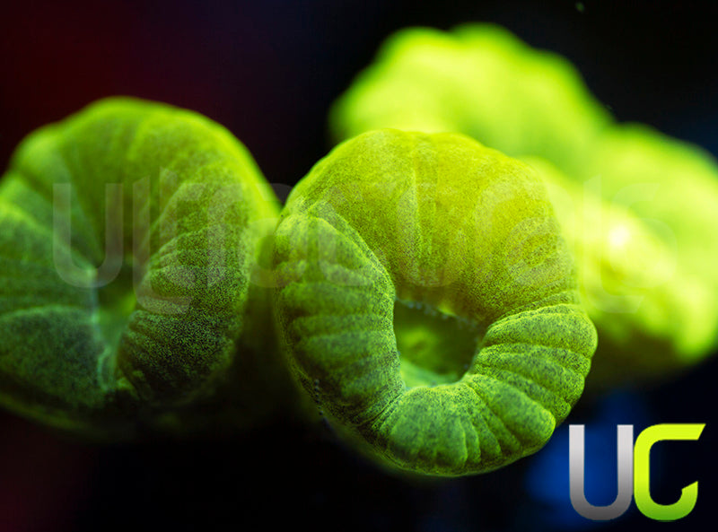 Kryptonite Candy Cane