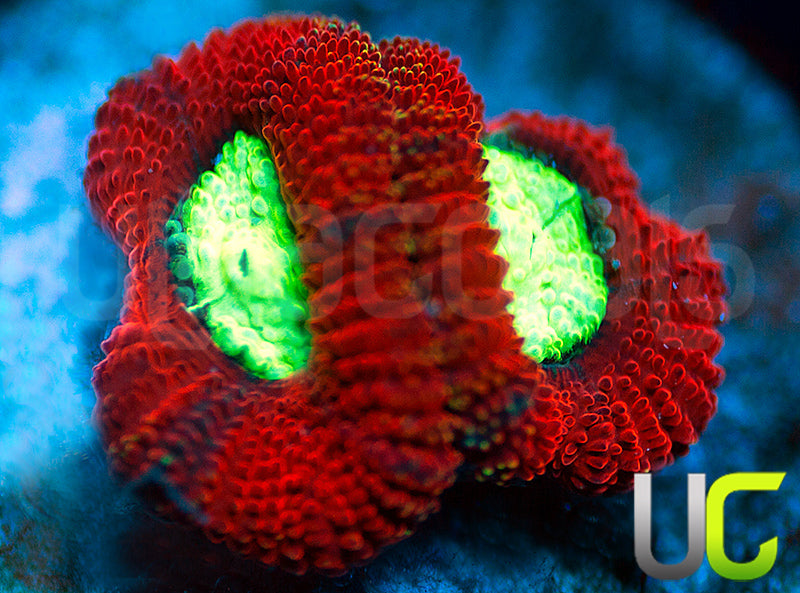 UC Blood Hunter Micro Amakusensis