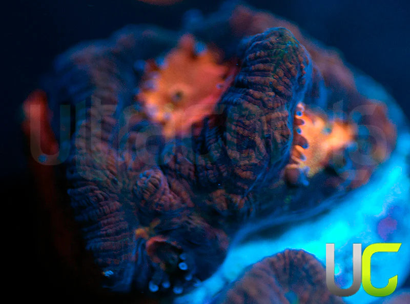 UC Purple Rain Platy