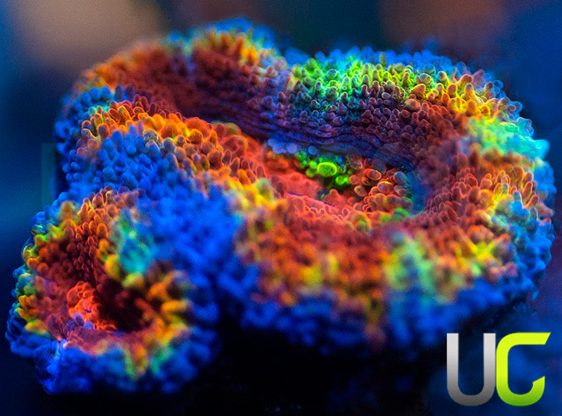 UC Date Night Micro Lord