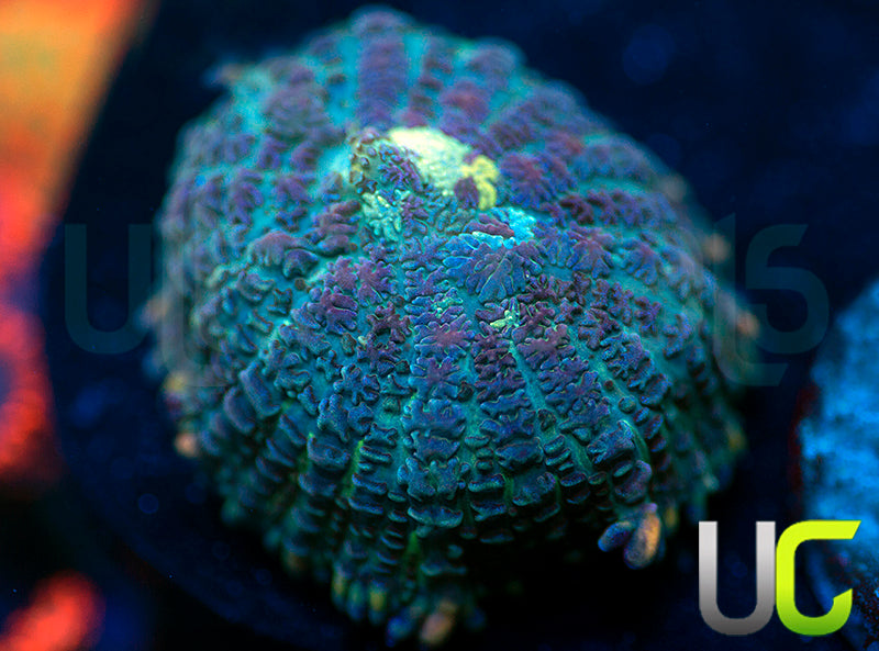 UC Purple Empress Mushroom