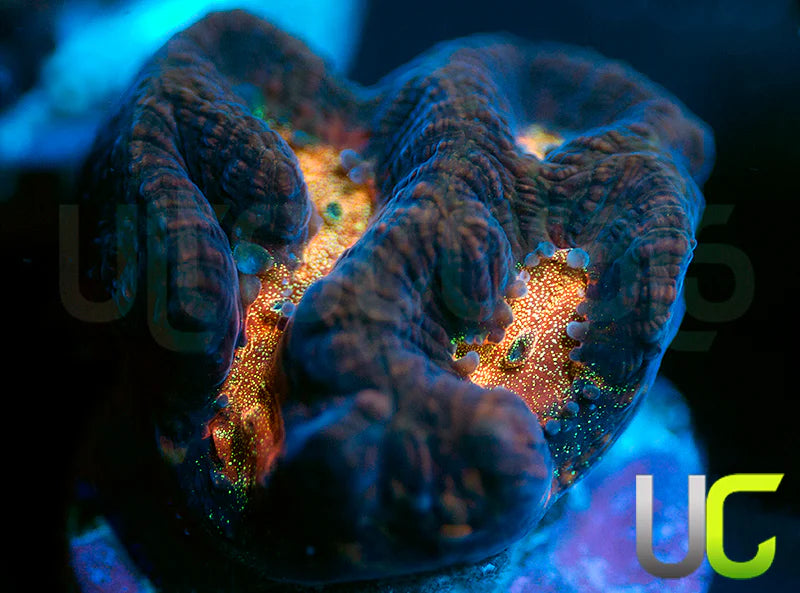 UC Purple Rain Platy