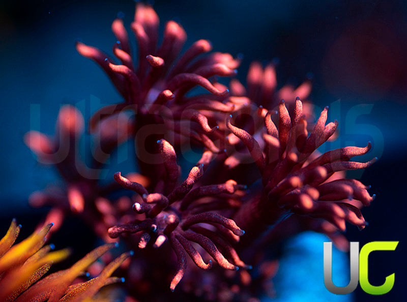 UC Radioactive Plum Goni