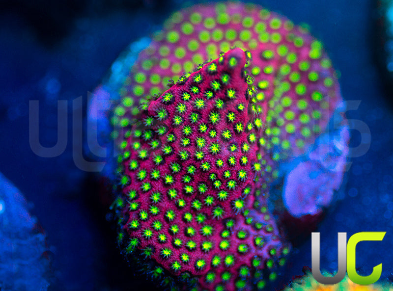 UC Raspberry Pie Stylo