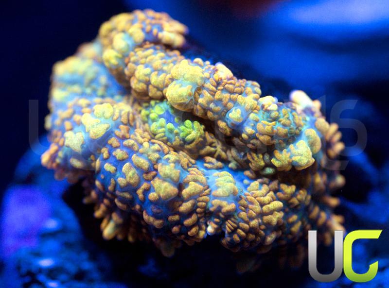 UC Monarch Mushroom