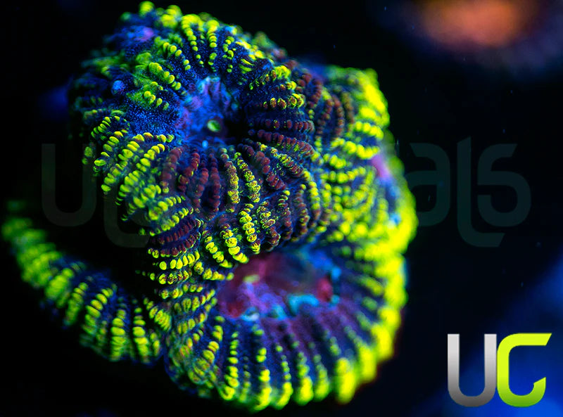 UC License to Kill Favia