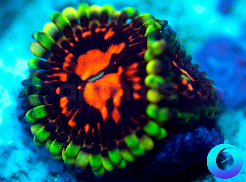 CC Flaming Brohicans