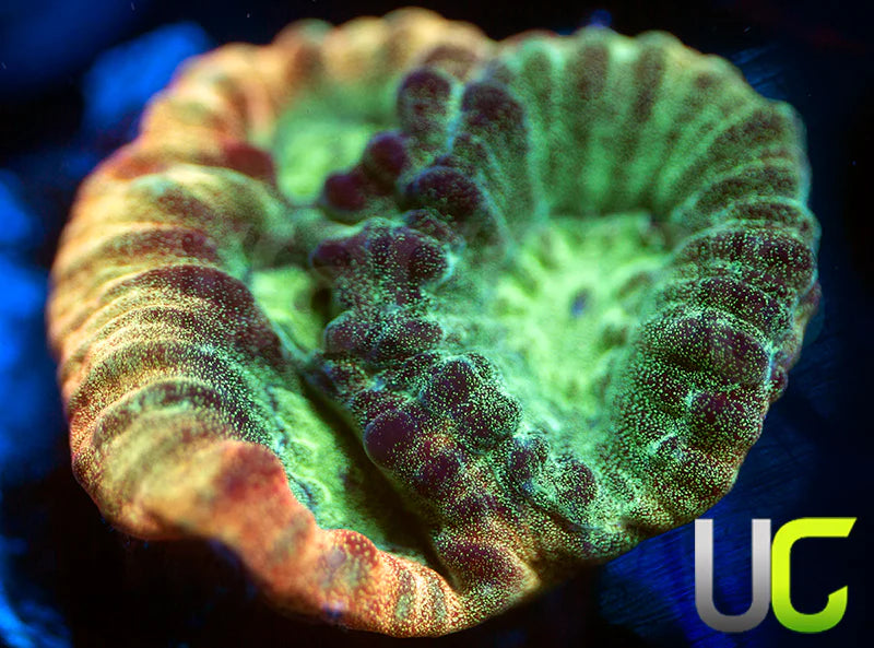 JF Psycho Rainbow Rim Favia