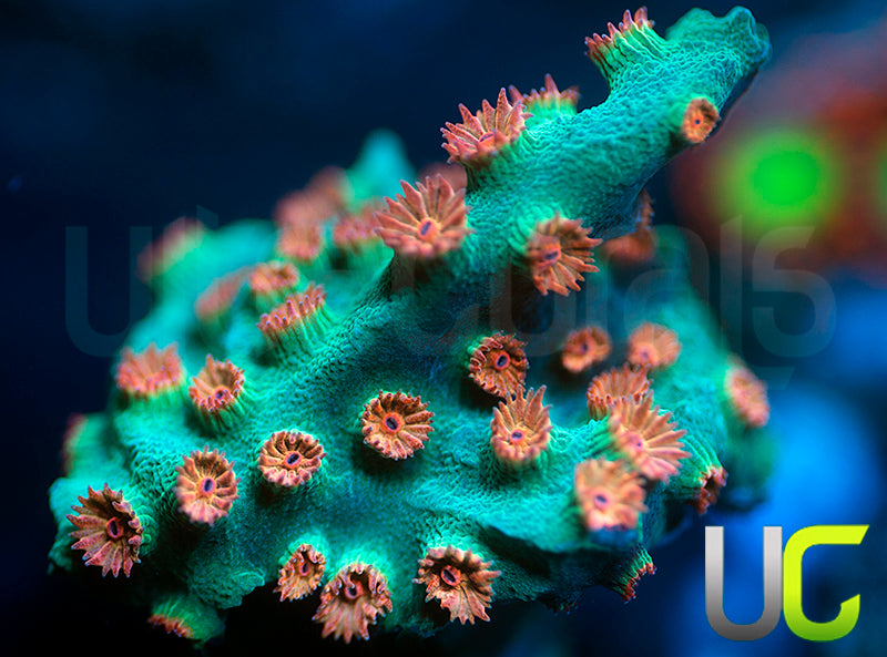 Meteor Shower Cyphastrea