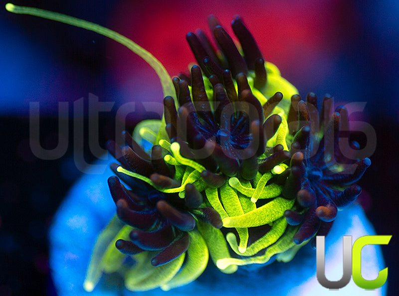 Sonic the Hedgehog Galaxia