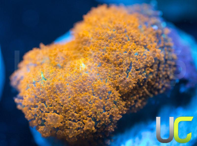 UC Wildfire Rhodactis