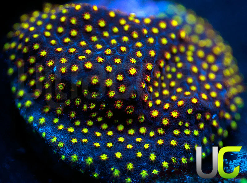 UC Flamethrower Stylo