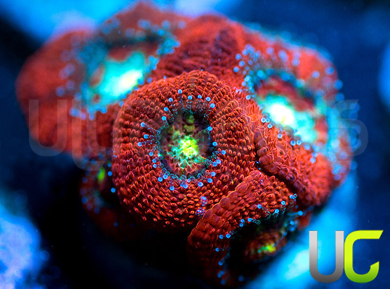 UC Red Ripper Micro Amakusensis