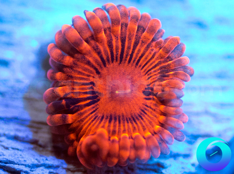 Valentines Day Massacre