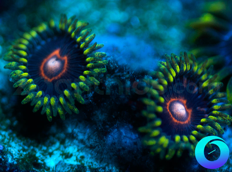 CB King Jawbreaker Hornets