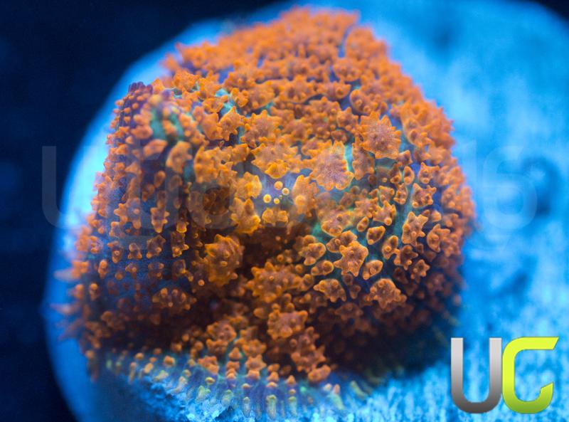 UC Wildfire Rhodactis