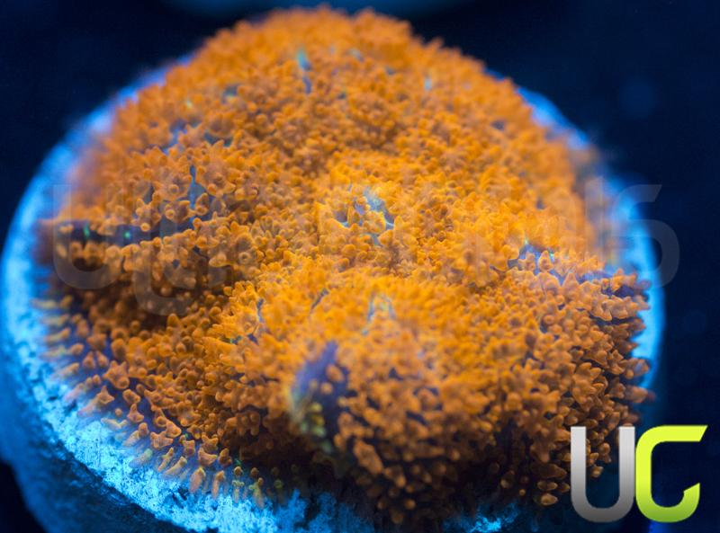 UC Wildfire Rhodactis