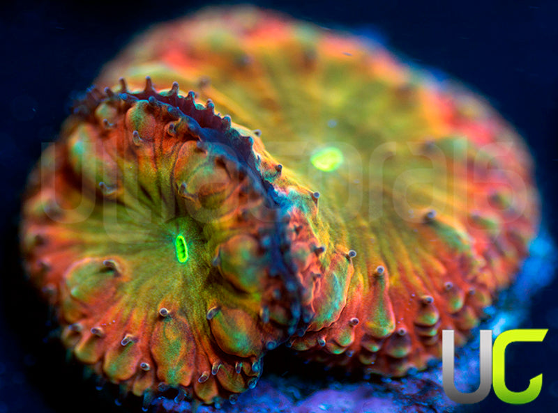 BSA TT Twister Blasto