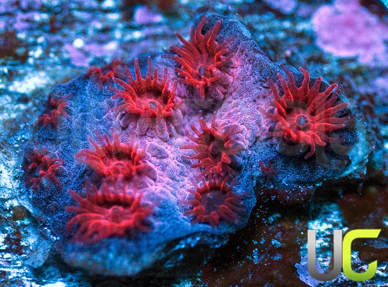 UC Cherry Bomb Cyphastrea