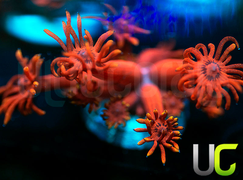 ECC Burning Man Goni