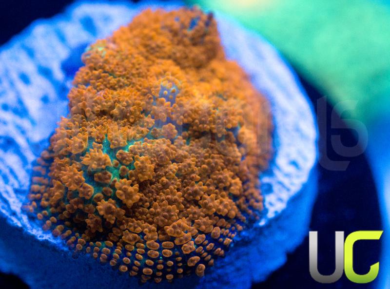 UC Wildfire Rhodactis