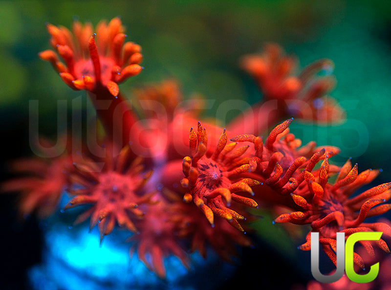 ECC Burning Man Goni