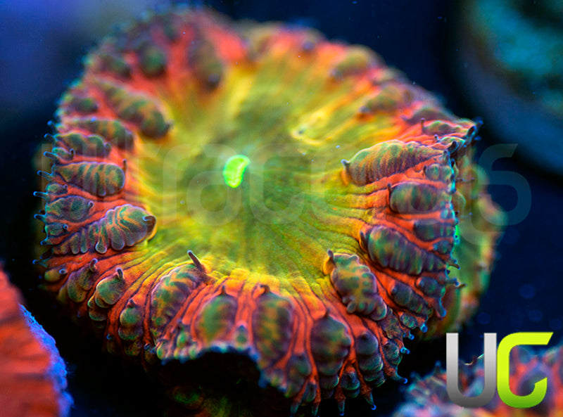 BSA TT Twister Blasto