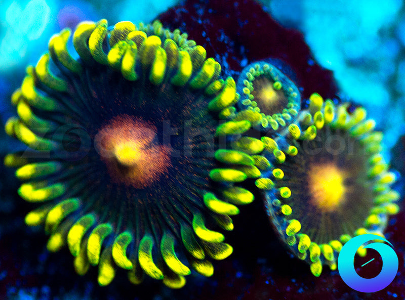 NEW RELEASE: Umbreon