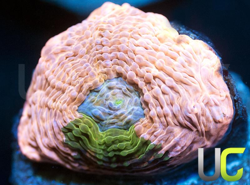 UC Princess Peach Echinata