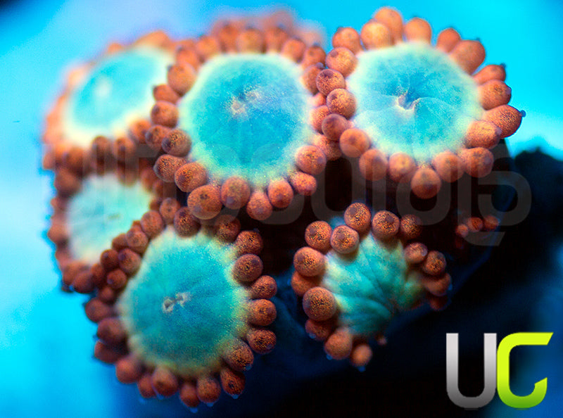 NEW RELEASE UC Afterglow Goni