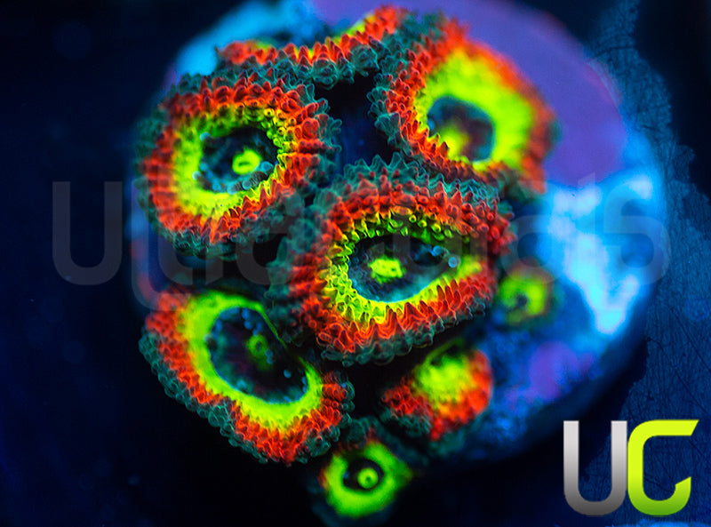 BigR Holy Grail Micro Amakusensis