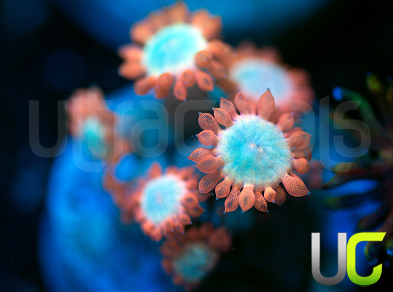 NEW RELEASE UC Afterglow Goni