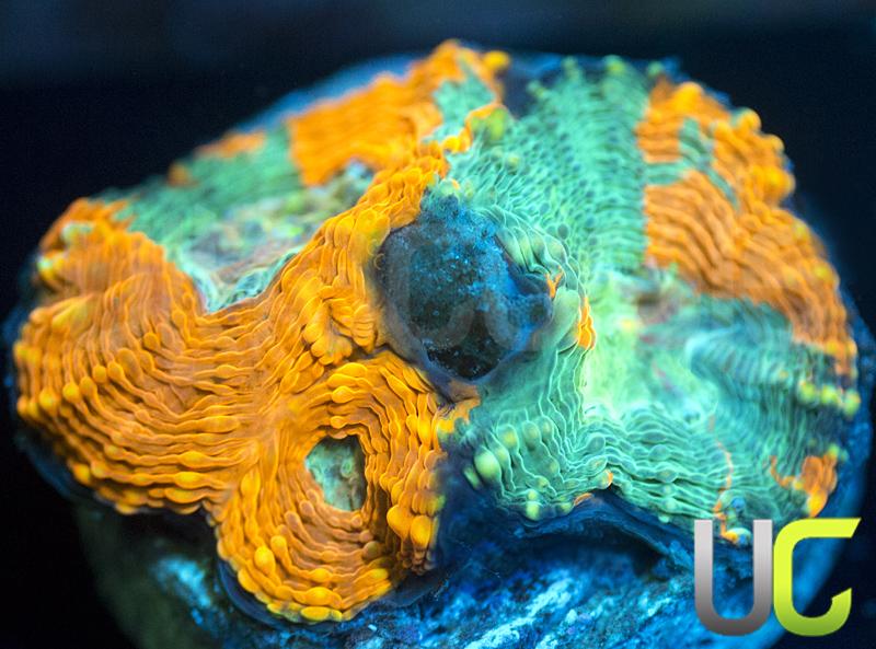 UC Wipeout Acan Echinata
