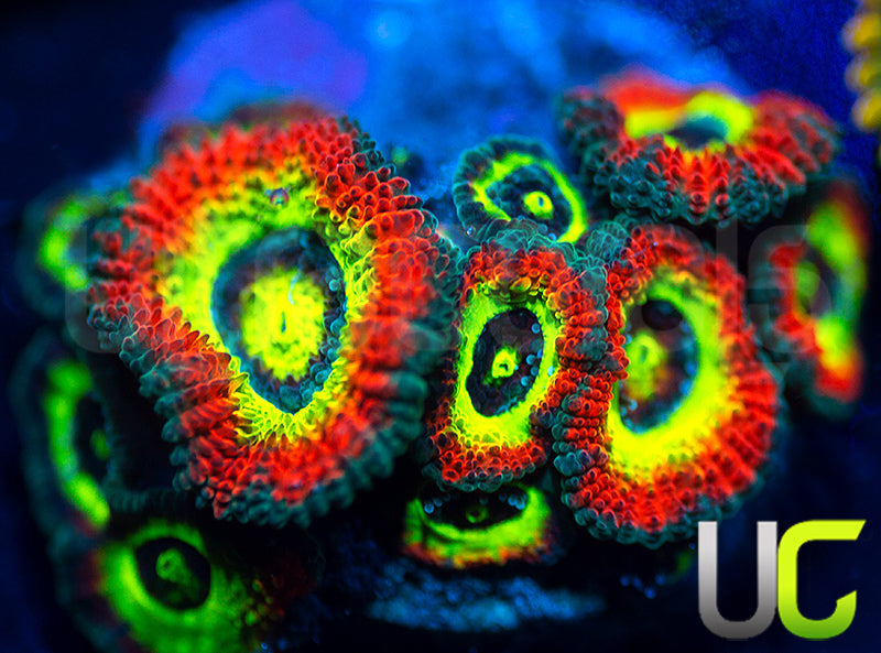 BigR Holy Grail Micro Amakusensis