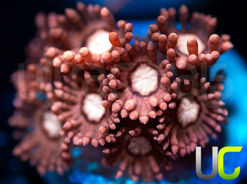 NEW RELEASE UC Commando Goni