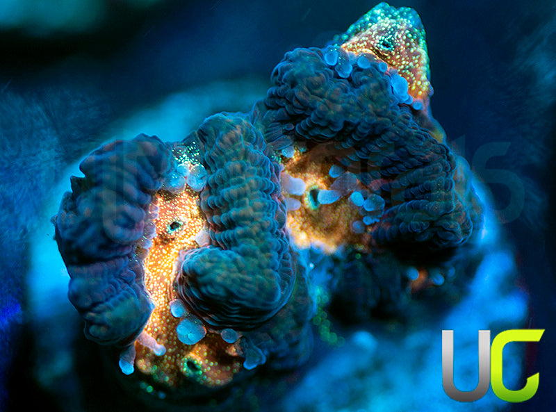 NEW RELEASE: UC Melon Baller Platy