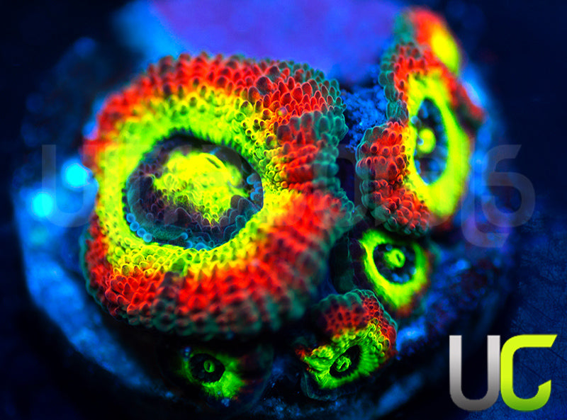 BigR Holy Grail Micro Amakusensis