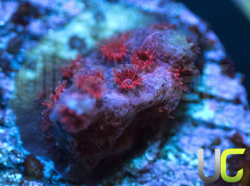 UC Cherry Bomb Cyphastrea