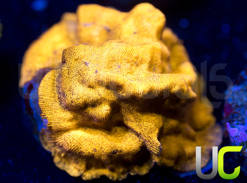 UC Golden Dragon Leptoseris