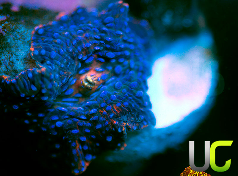 MA Twilight Disco Mushroom