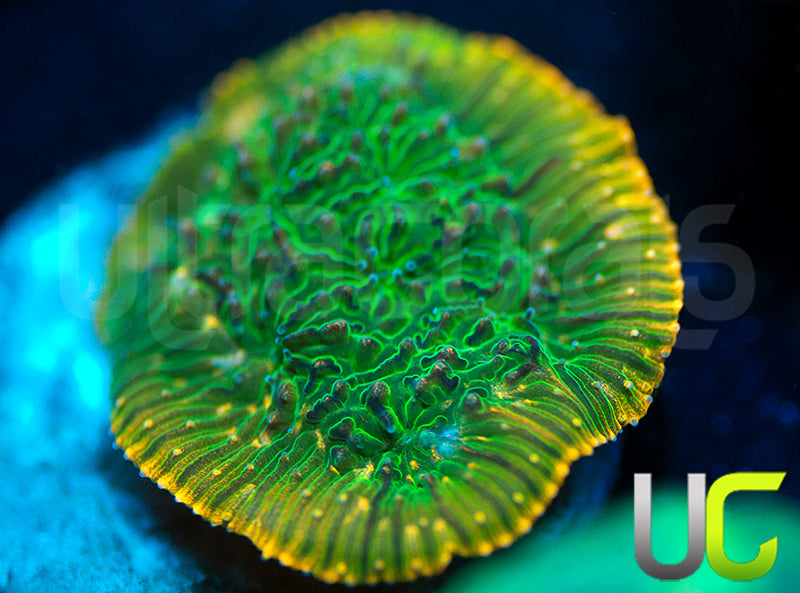 UC Headless Horseman Lepto