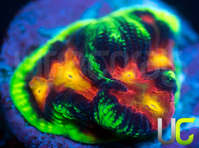 UC Ring Leader Favites