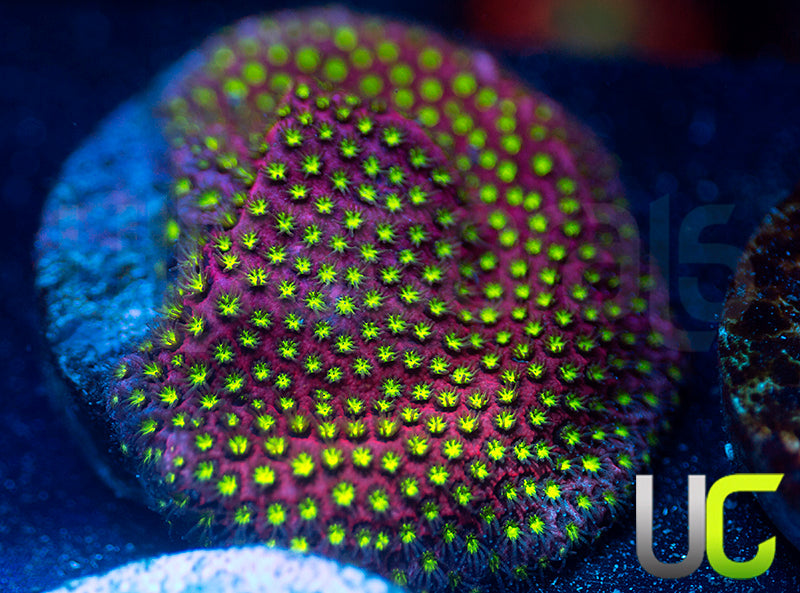 UC Raspberry Pie Stylo