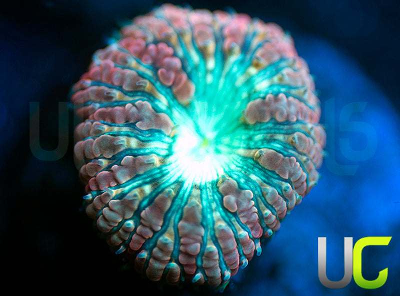 UC Slim Shady Blasto