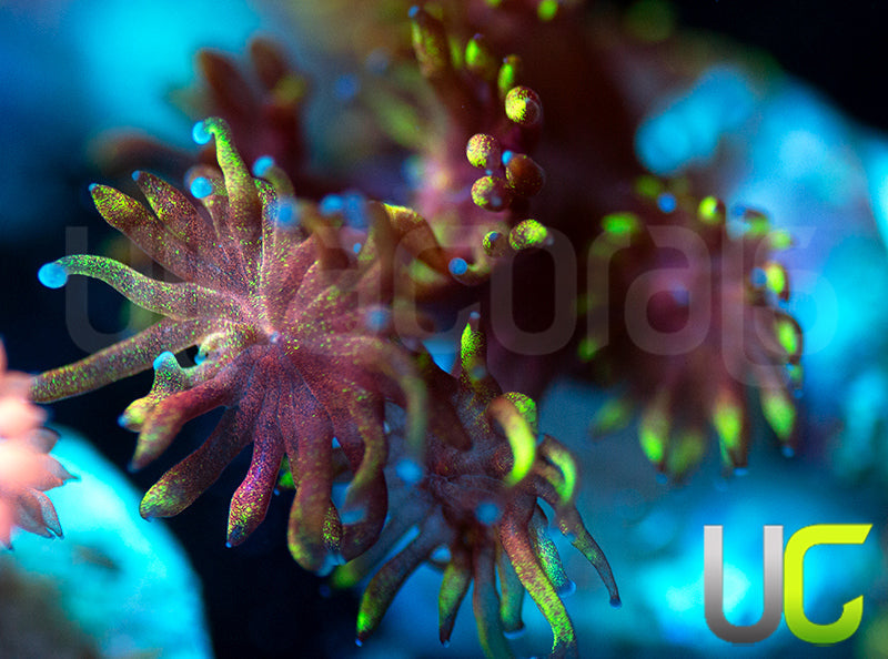 Pedros Rainbow Glitter Goni