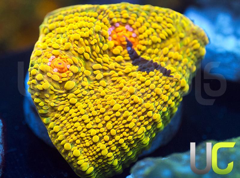 CB 3G Mummy Eye Chalice