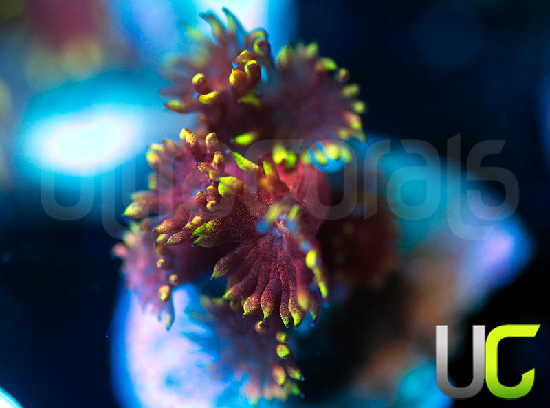 Pedros Rainbow Glitter Goni