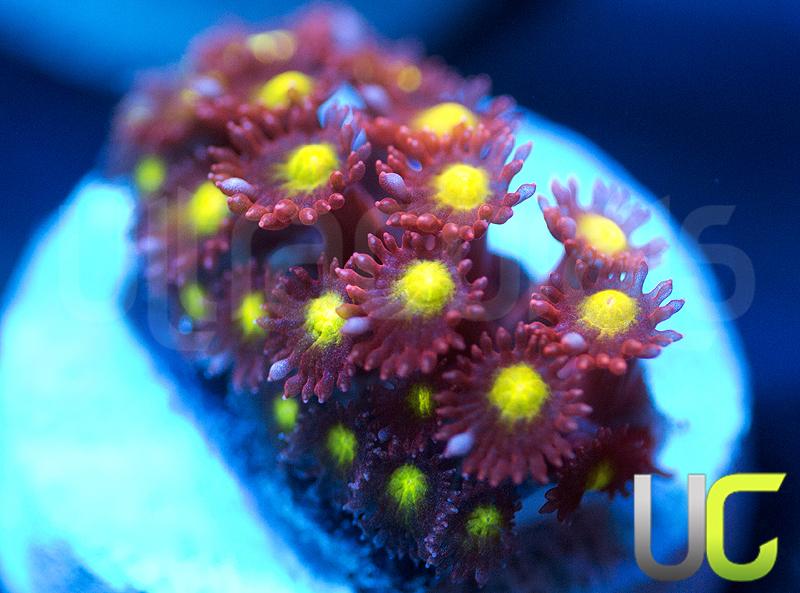 UC Spiked Punch Goni