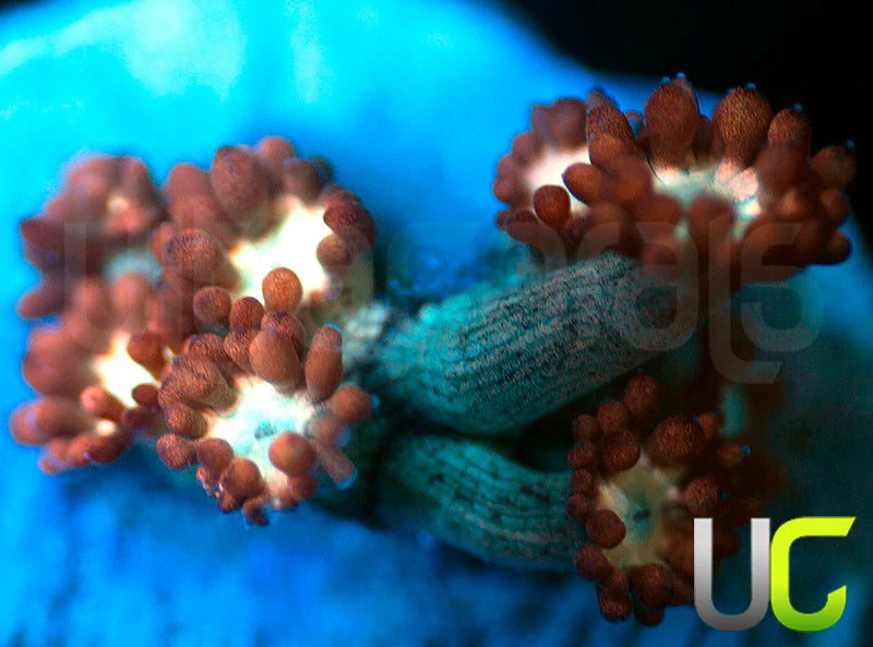 UC Cosmic Candy Goni